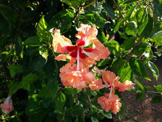 hibiscus double flower