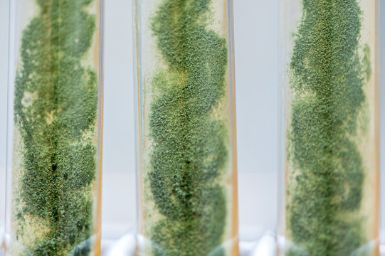 trichoderma in test tubes