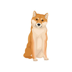 Detailed flat vector icon of sitting Shiba Inu. Home pet. Human s best friend. Domestic animal