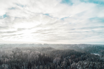 Drone point of view on pine forest in winter time. Landscape photo of rural forest in winter season