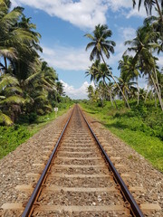 Fototapeta na wymiar Railway between palm trees
