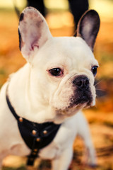french bulldog in autumn park