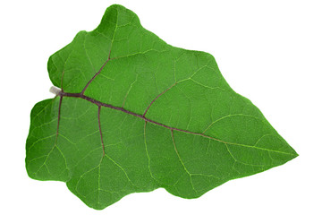 Eggplant leaf closeup on white