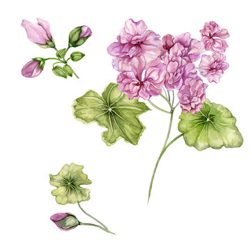 Beautiful pelargonium flowers on stems with green leaves and closed buds isolated on white background. Botanical set. Watercolor painting.