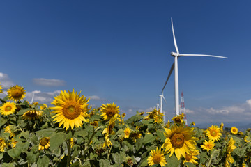 Sunflower field with wind turbine in background