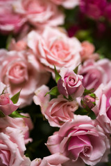 Obraz premium Beautiful floral background. Background for social networks. Natural spring background.