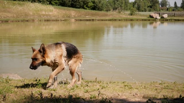 slow motion shot of a dog german shepard going out of the lake and shake 