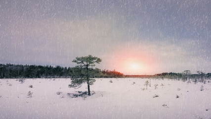 Snow covered swamp in winter.