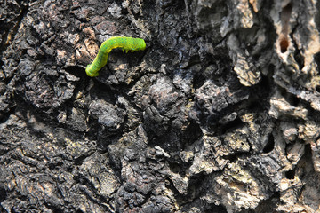The slowing movement of a Green Caterpillar on the wooden bark