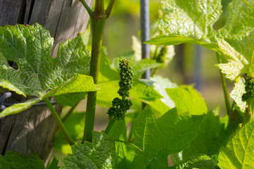 Weinberge Reben 