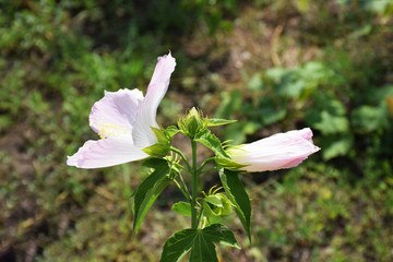 Blooming pink grassy hibiscus.