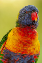 lorikeet