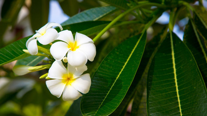 Plumeria flowers are white and yellow are Blossoming on tree. Natural background.