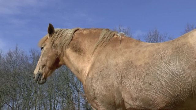 horse licking and chewing