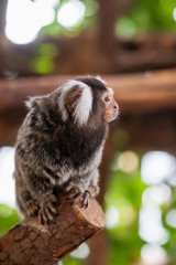 Ouistiti à pinceaux blancs