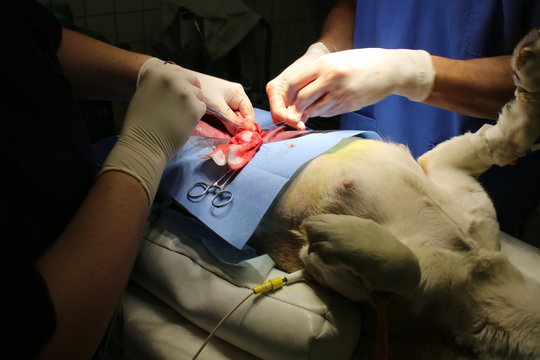 Surgical intervention by pyometra by dog