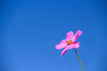 Colorful single pink cosmos bipinnatus flowers blooming with breeze on vivid blue sky background and space