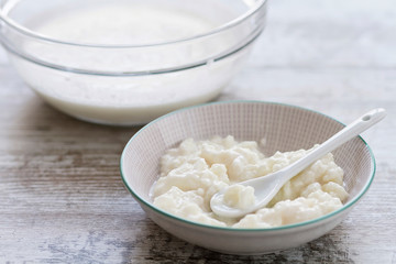 Milk kefir fungus