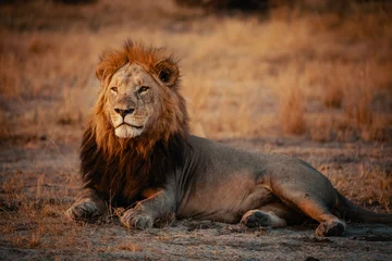 Foto op Plexiglas Männlicher Löwe entspannt sich bei Sonnenuntergang im Gras, Chobe Nationalpark, Botswana © Michael