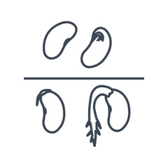 thin line icon haricot beans, grains