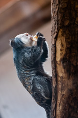 Singe ouistiti à pinceaux blancs