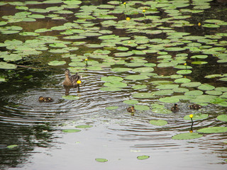 Mother duck with brood of little ducklings on the pond among yellow water lilies.