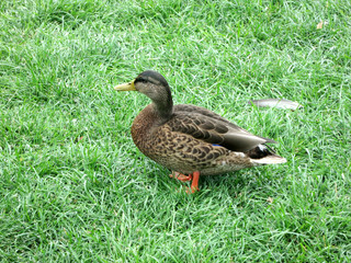 Naklejka na ściany i meble Close up of a duck is standing on its paws in the grass. Side view. Nearby is a feather.