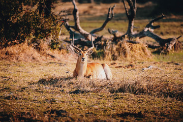 Einzelne männliche Letschwe Antilope ruht im Gras in der Abendsonne, xakanaxa, moremi...