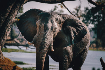 Portrait eines Afrikanischen Elefanten (Loxodonta africana) am Ufer des Überflutungsgebiets des Okavango Deltas, Moremi National Park, Botswana