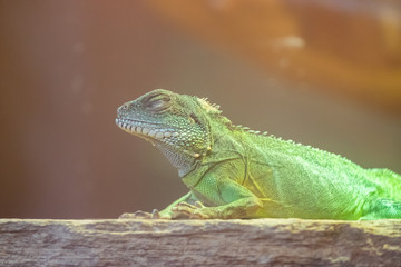 Lézard agame barbu