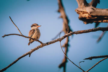 Braunkopfliest (Halcyon albiventris) auf einem Baum bei Sonnenaufgang, Xakanaxa, Moremi Nationalpark, Okavangodelta, Botswana