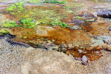 Colorful coral, moss and pebble stones in the see.