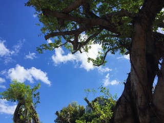 Beautiful tree in the summer!