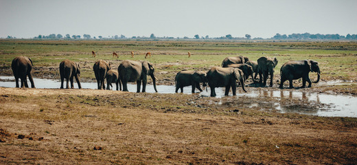 Afrikanische Elefanten (Loxodonta africana) wandern über die Chobe flood plains, Botswana