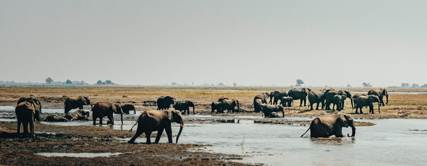 Fototapeta na wymiar Panorama - Afrikanische Elefanten (Loxodonta africana) wandern über die Chobe flood plains, Botswana