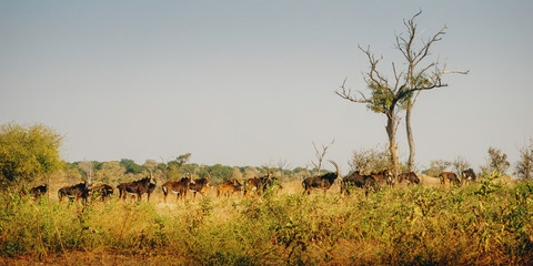 Eine Herde Rappenantilopen (Hippotragus niger) in der Abendsonne, Chobe flood plains, Botswana,