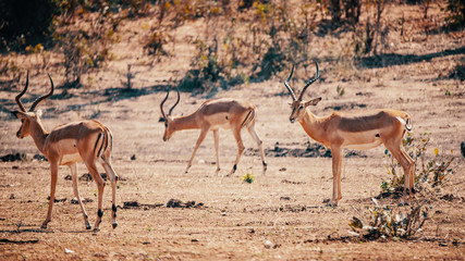 Impalas am sp&auml;ten Vormittag in der Buschlandschaft, Chobe flood plains, Botswana,