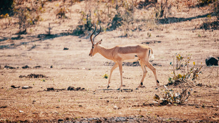 EInzelner männlicher Impala am späten Vormittag in der Buschlandschaft, Chobe flood plains, Botswana,