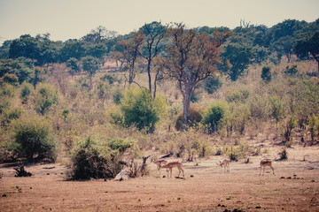 Impalas am späten Vormittag in der Buschlandschaft, Chobe flood plains, Botswana,