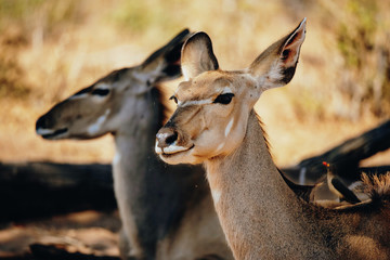 Obraz premium Portrait einer großen weiblichen Kudu Antilope in der Mittagssonne unter einem Baum stehend, Chobe flood plains, Botswana