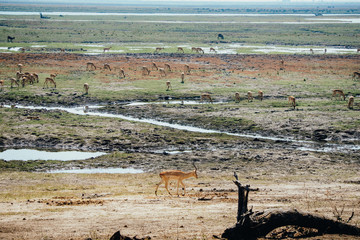 Herde Impala Antilopen in der Mittagshitze im Überschwemmungsgebiet des Chobe grasend, Chobe Flood Plains, Botswana