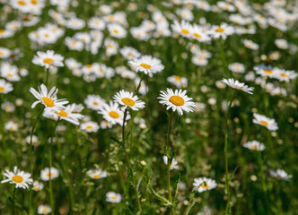 White daisy in the yard.