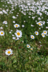 White daisy in the yard.