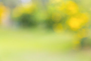 Obraz premium Abstract blur green yellow nature background.