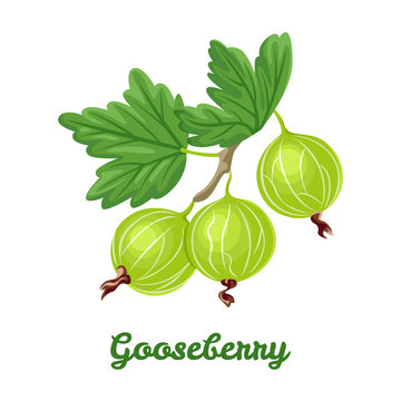 Gooseberry isolated on white background. Vector illustration of a branch with berries and green leaves in cartoon flat style.