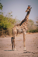 Im Buschland stehende Giraffe, Chobe Flood Plains, Botswana