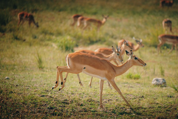 Rennende Impala Antilopen im Überschwemmungsgebiet des Chobe, Chobe Flood Plains, Botswana