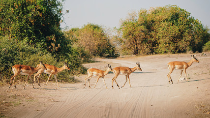 Impala Antilopen überqueren eine Straße, Chobe Flood Plains, Botswana