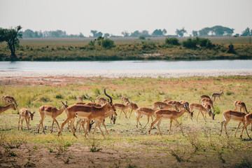 Laufende Impala Antilopen im Überschwemmungsgebiet des Chobe, Chobe Flood Plains, Botswana