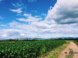 Cornfields Landcape over the valley!